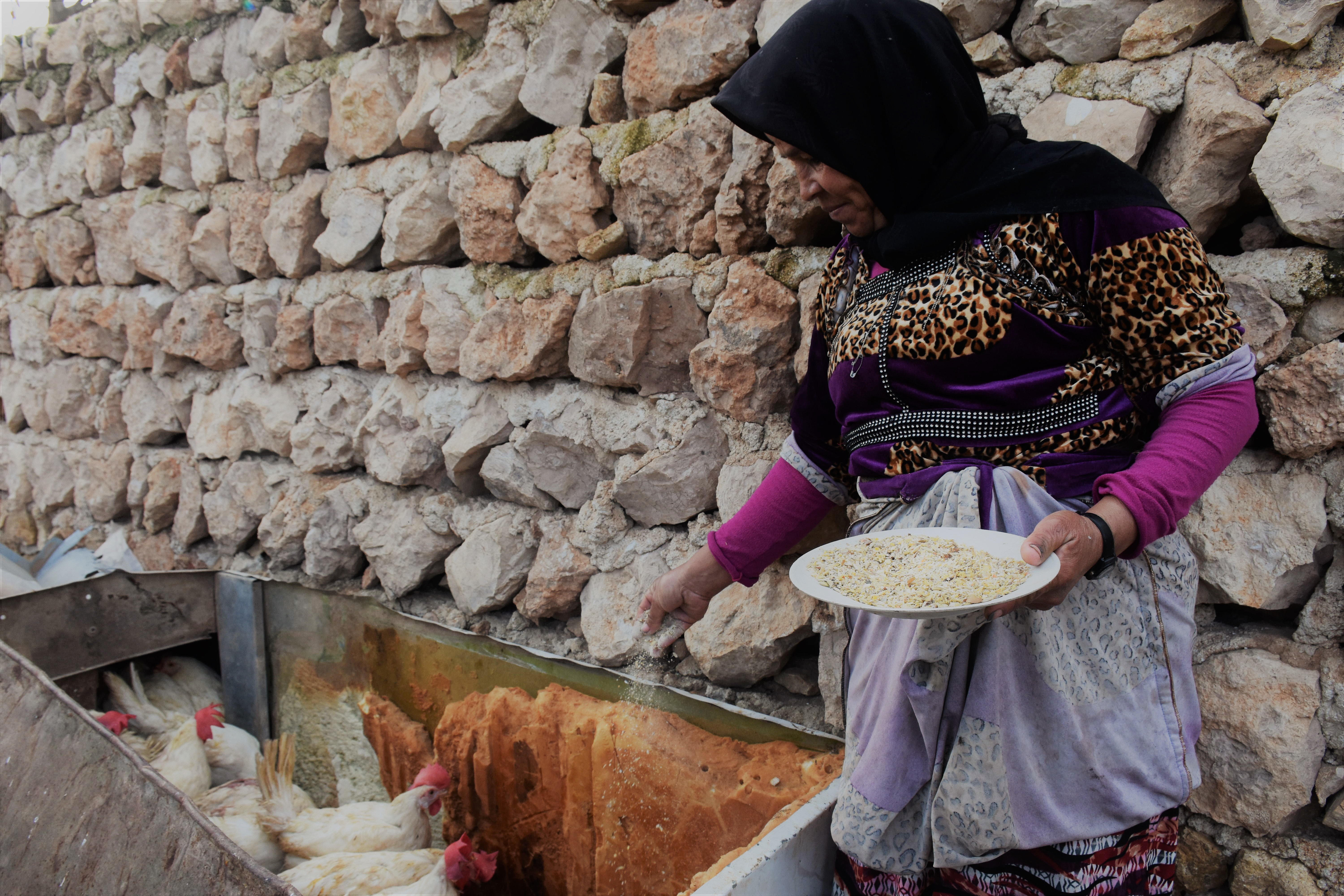 Nouf, 44, fled her home in rural Aleppo’s Huajjeneh. Although the mother of seven has recently returned with her family, she faces many challenges ahead. Oxfam has provided 250 vulnerable families in rural Aleppo with chickens and chicken feed to help them make a living. The eggs produced provide a source of both food and income. (Photo: Dania Kareh / Oxfam)